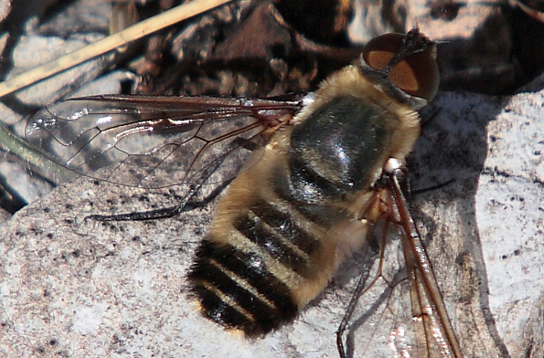 Bombyliidae?